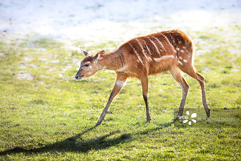 第一场雪图片素材