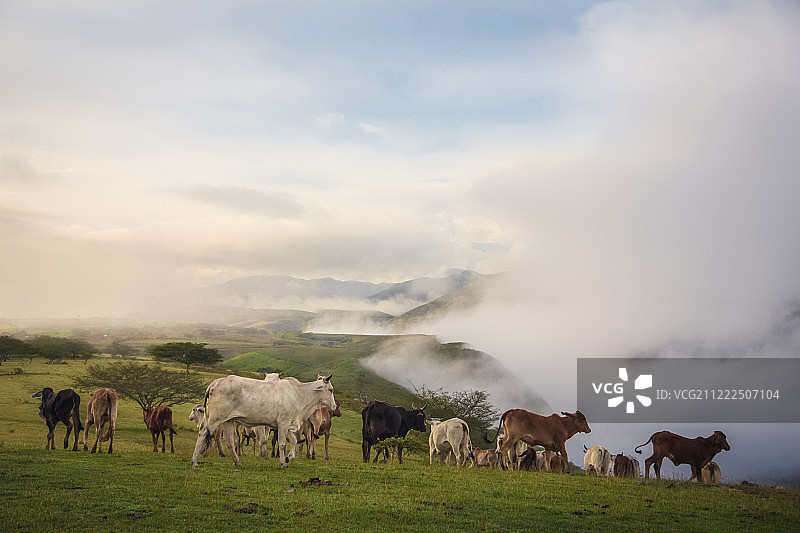 公牛的领地图片素材