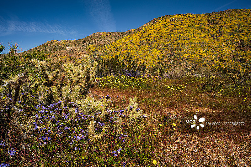 博雷戈超级盛开图片素材