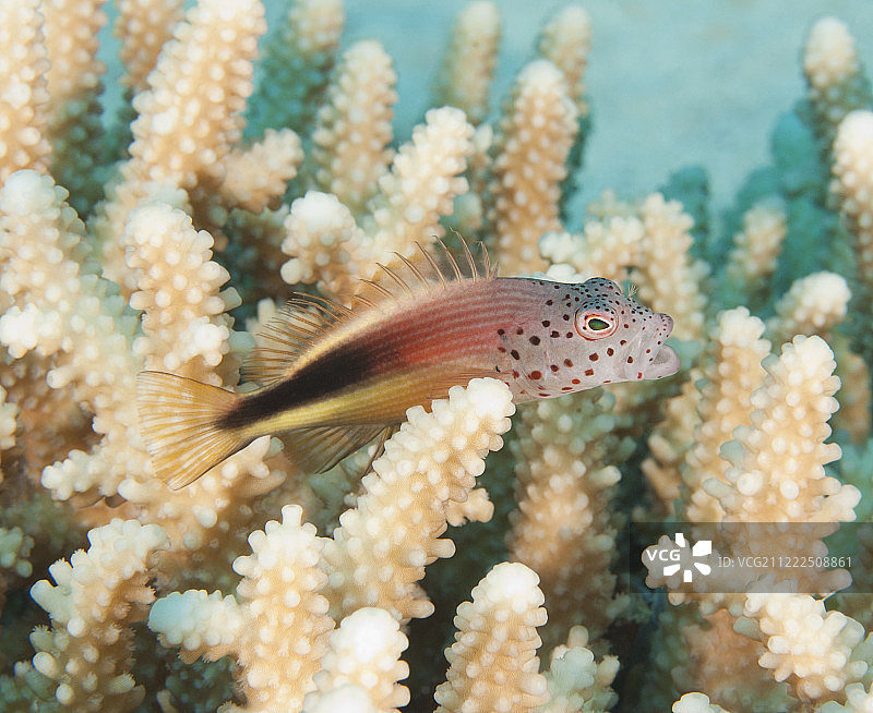 栖息在硬珊瑚上的鹰鱼图片素材