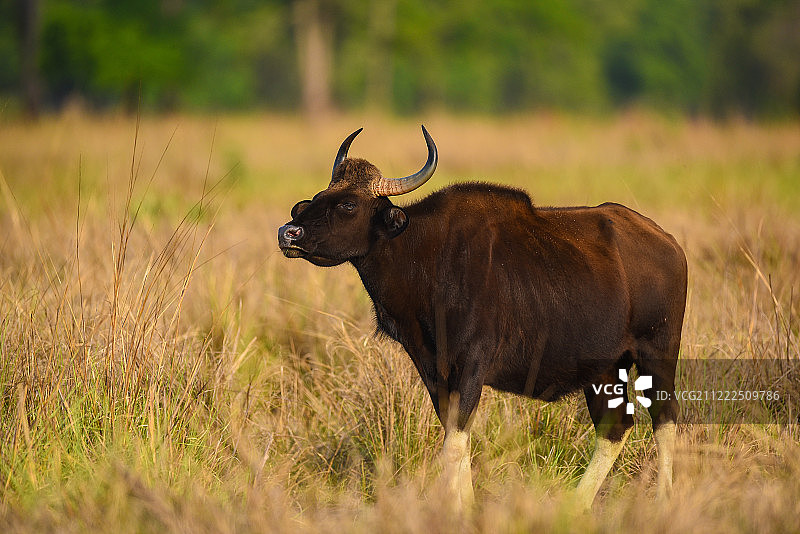 印度野牛或白肢野牛图片素材