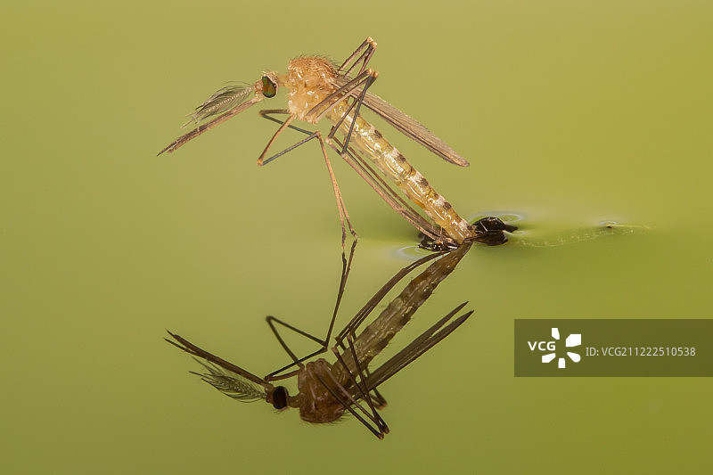 从蛹中钻出的蚊子图片素材