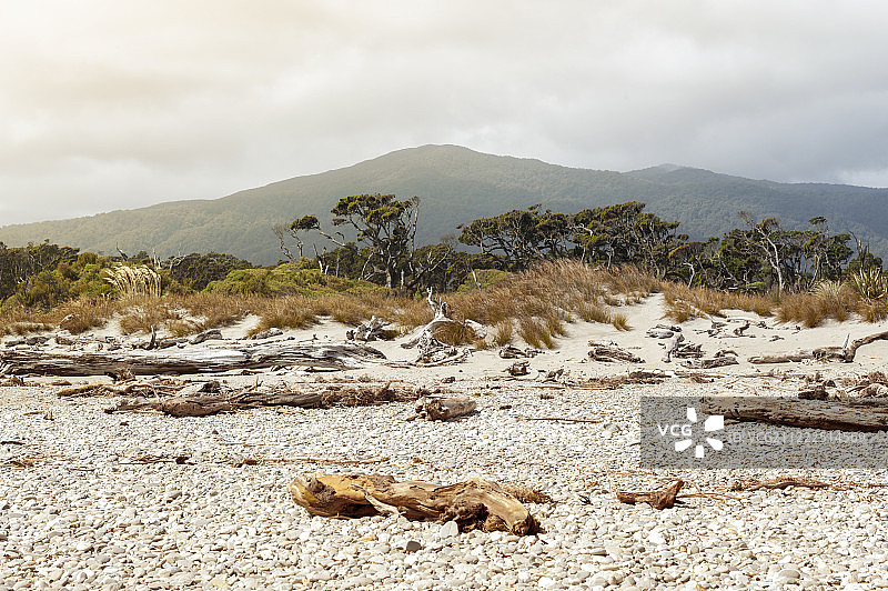 在陶帕里卡卡海洋保护区被冲上岸的枯树图片素材