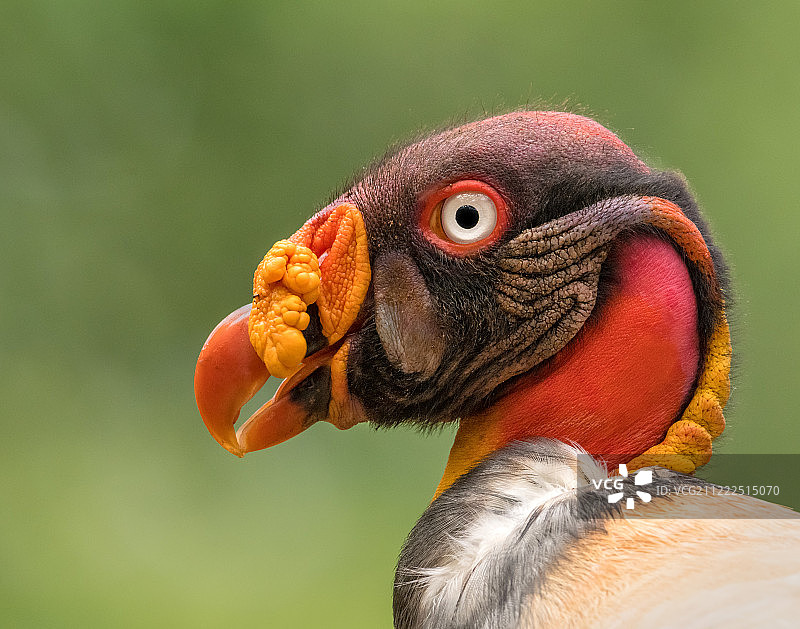 一只国王秃鹰（野生）的侧面图片素材