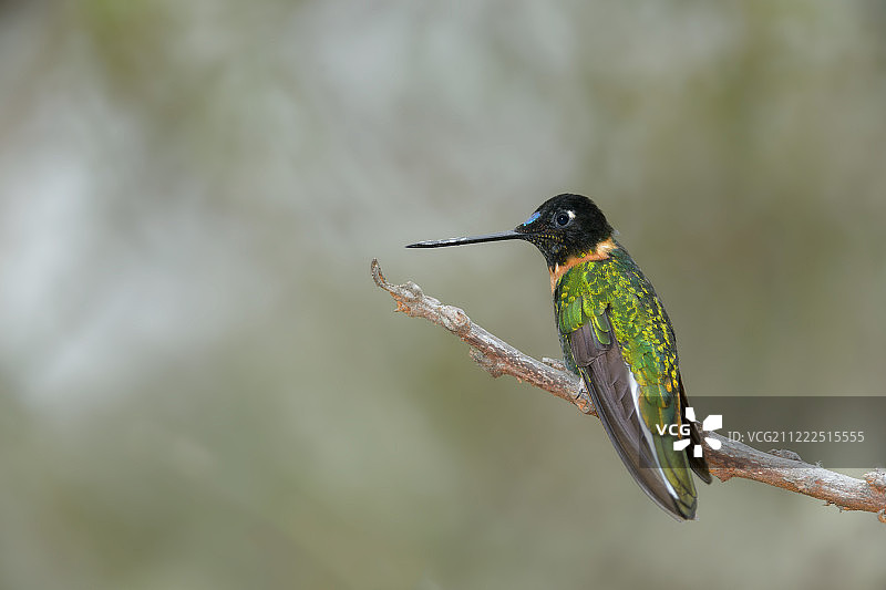 彩虹蜂鸟图片素材