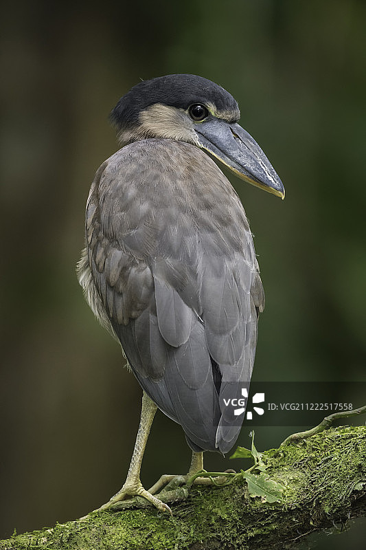 船嘴鹭的侧面图片素材