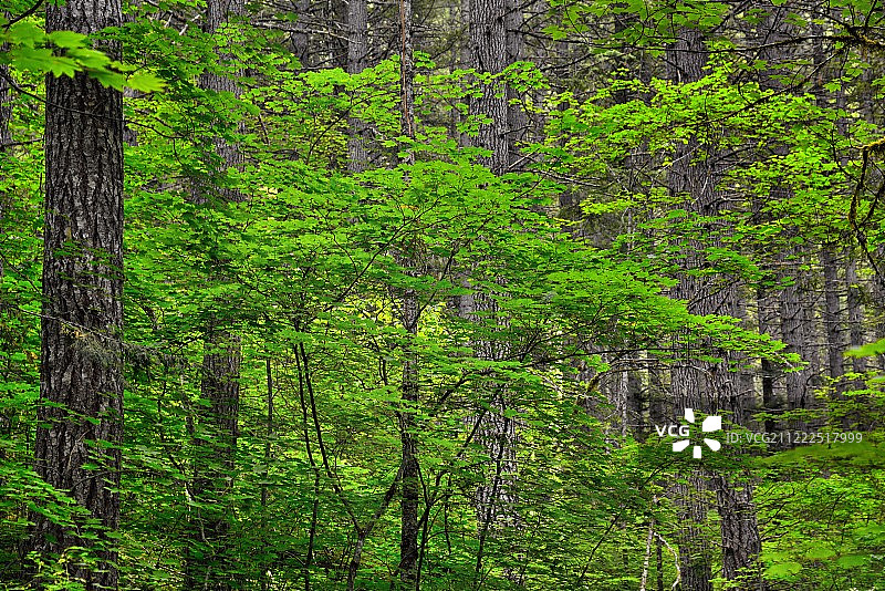 当我在森林里，一切都会变得美丽图片素材