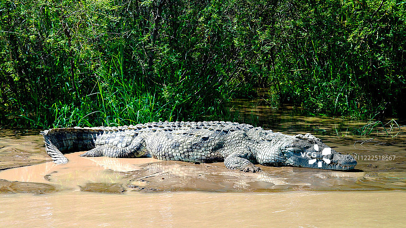 埃塞俄比亚查莫湖尼奇萨尔国家公园的尼罗鳄图片素材