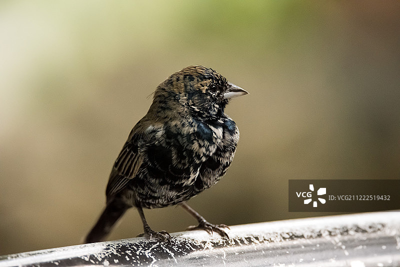野生动物图片素材