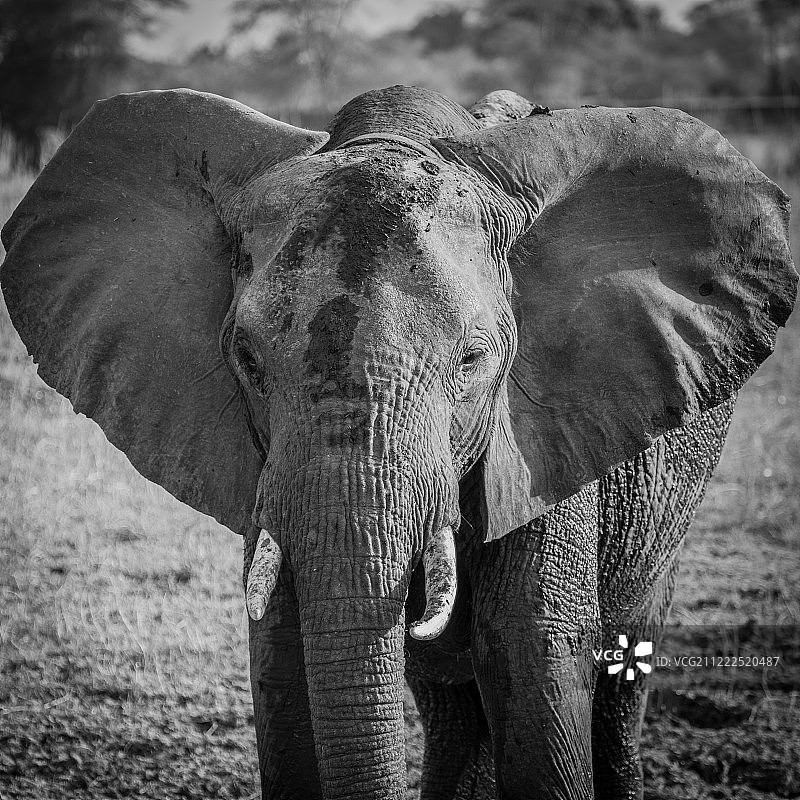 利翁代日落时分的彩色大象图片素材