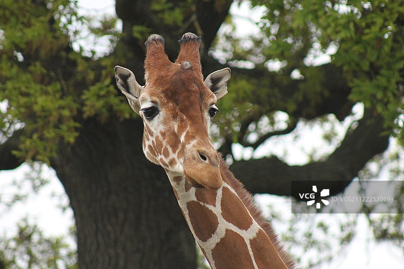 约克郡野生动物园的⻓颈⿅图片素材