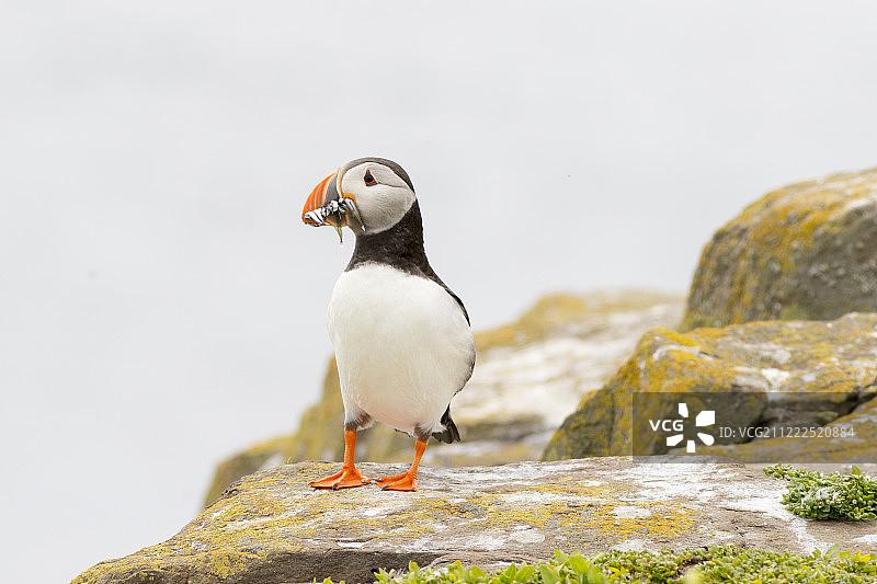 海鹦（Fratercula Arctica）图片素材