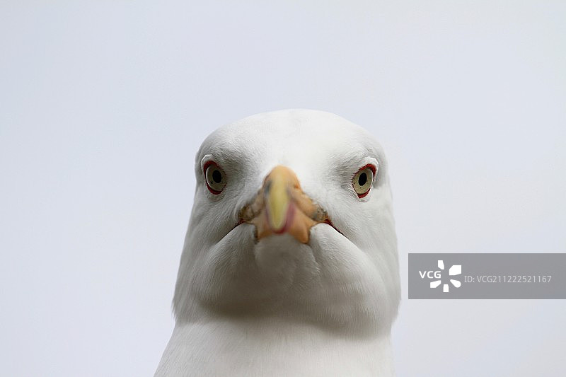 睁大的眼睛图片素材