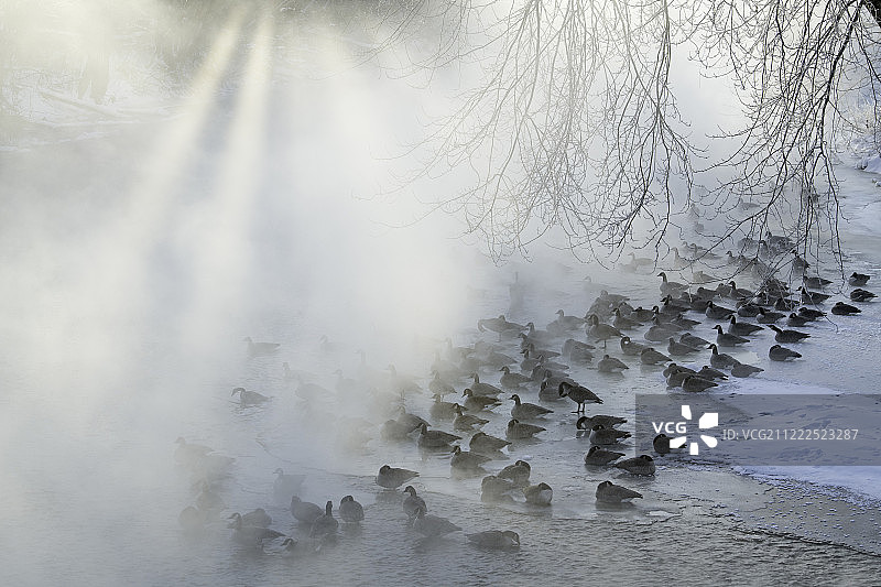 冰上的鹅图片素材