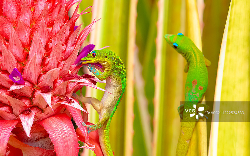 当你的伙伴独占所有菠萝时图片素材