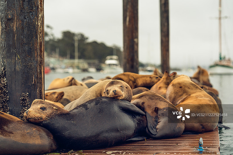 莫罗湾海港浮动码头上的海狮图片素材