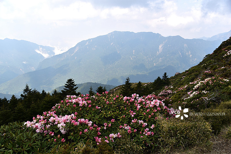 高山杜鹃图片素材