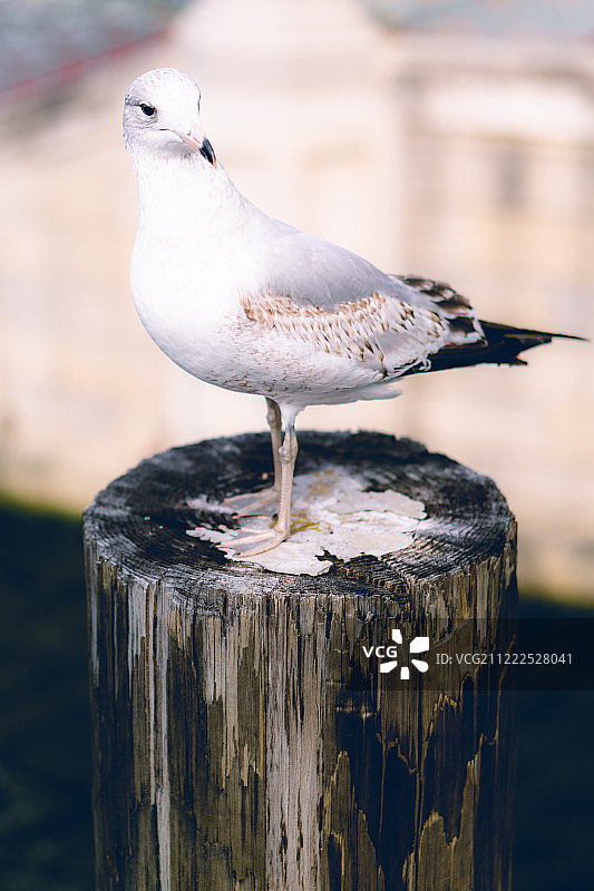 木桩上的银鸥图片素材