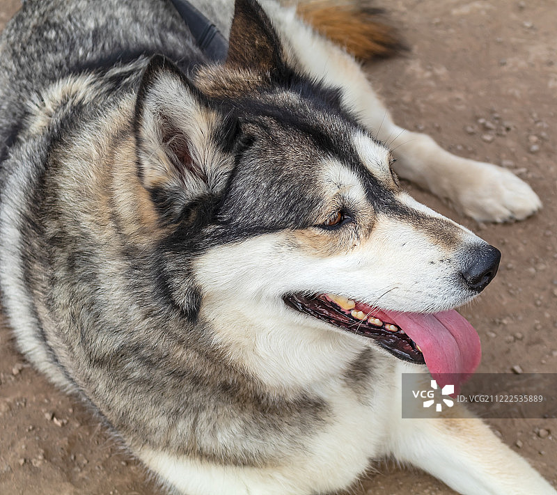 坐在地上的大型阿拉斯加哈士奇灰白色狗图片素材