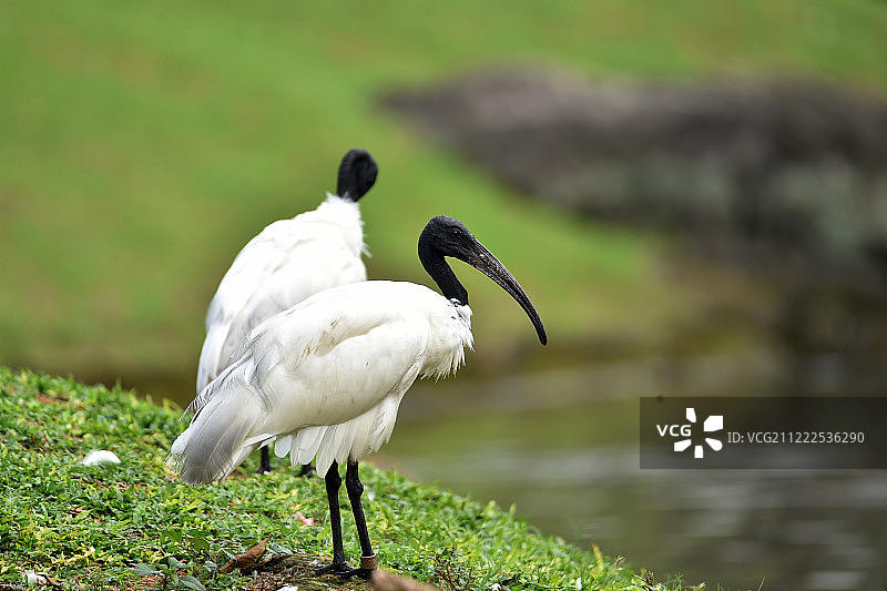 黑头鹮：喙细长弯曲，且无羽毛图片素材