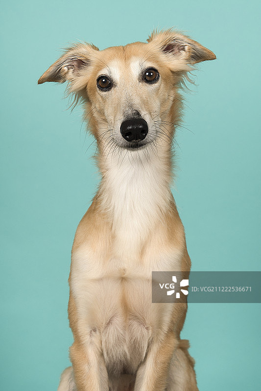 可爱的西尔肯风精灵犬肖像图片素材