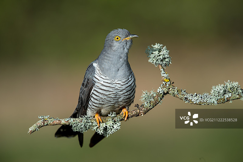 一只近距离栖息的普通杜鹃图片素材