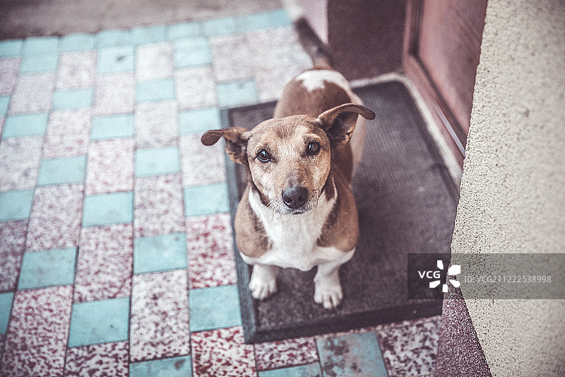 惊喜又渴望的狗狗抬头向上看图片素材