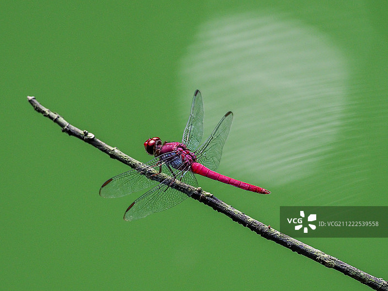 红色覆盖绿色图片素材
