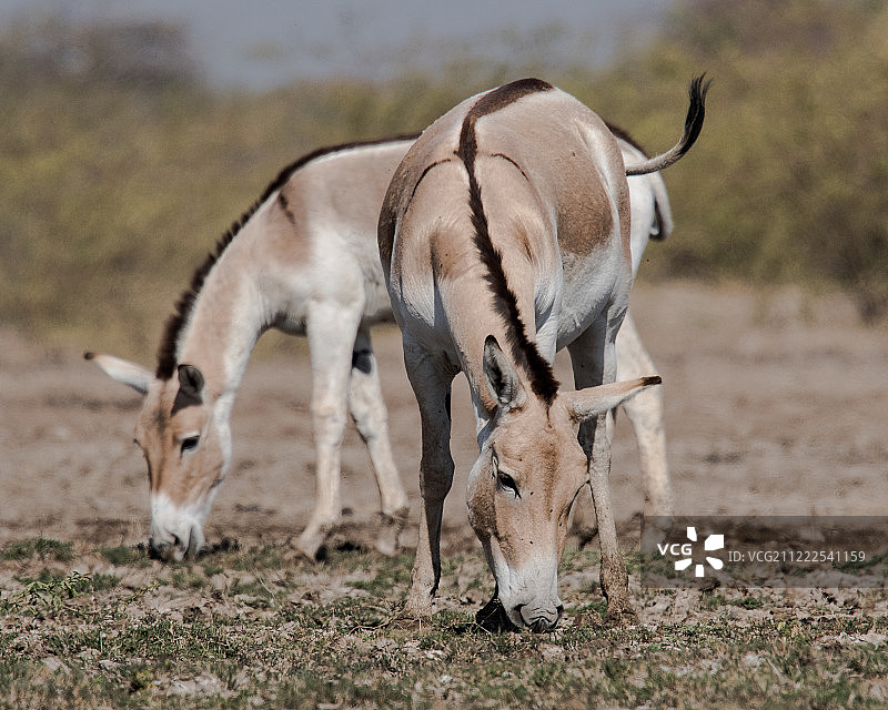 印度野驴图片素材