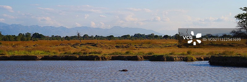 快乐的河马图片素材