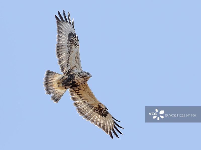 毛脚鵟图片素材