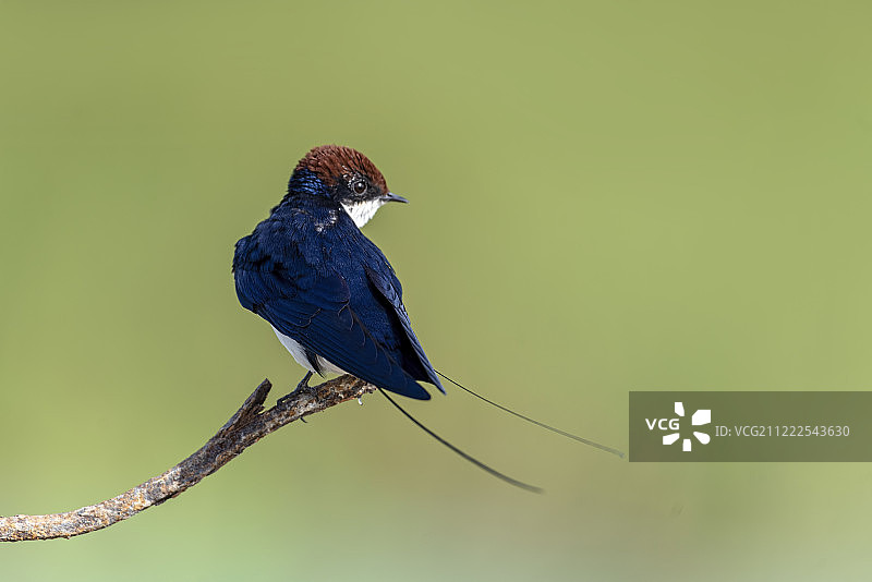 燕尾燕图片素材