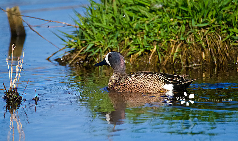 蓝色清晨图片素材