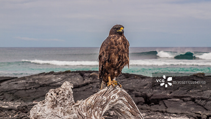 加拉帕戈斯鹰图片素材