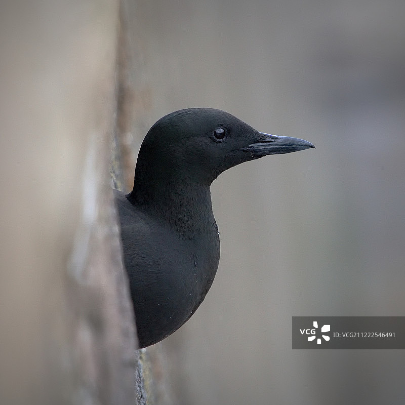 黑海雀图片素材