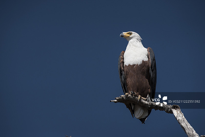 非洲鱼鹰 博茨瓦纳图片素材