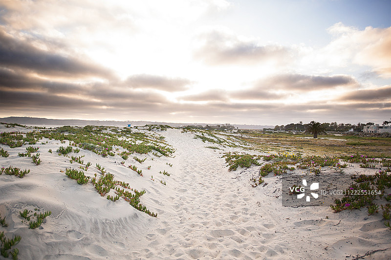 科罗纳多海滩冰叶日中花小径图片素材