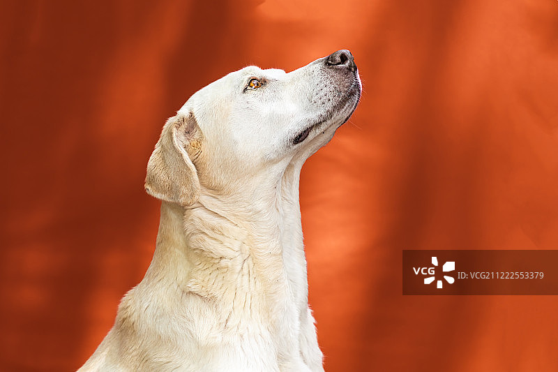 金发拉布拉多犬特写仰望图片素材
