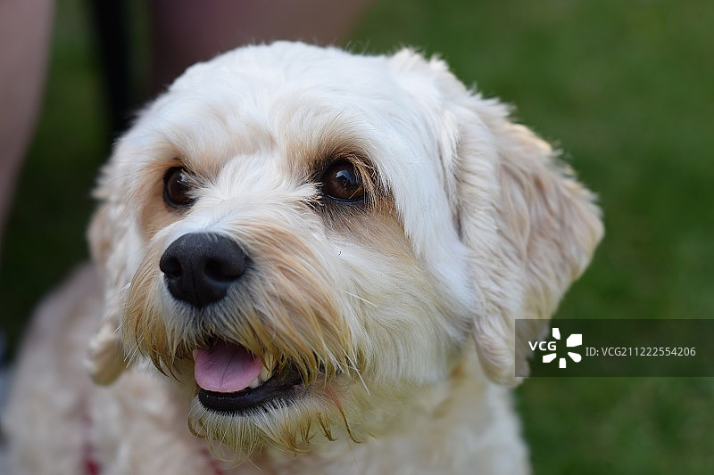 小猪佩奇图片素材