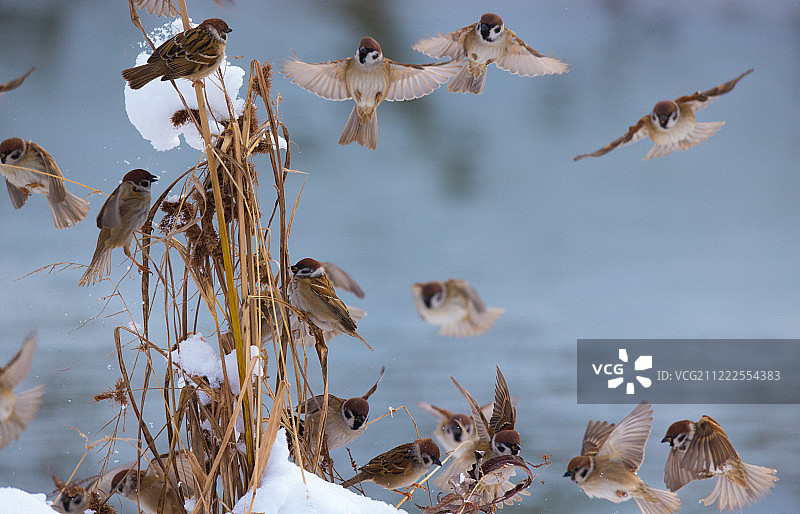 飞行麻雀图片素材