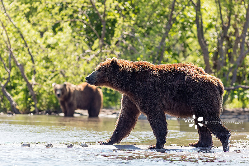 两只棕熊在堪察加半岛库页湖捕鱼，俄罗斯图片素材