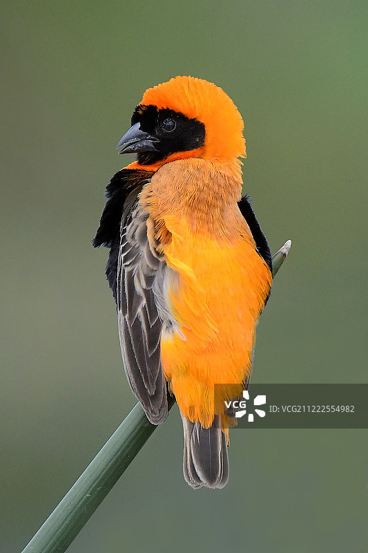 南方红主教鸟图片素材