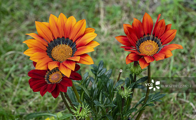 勋章菊图片素材