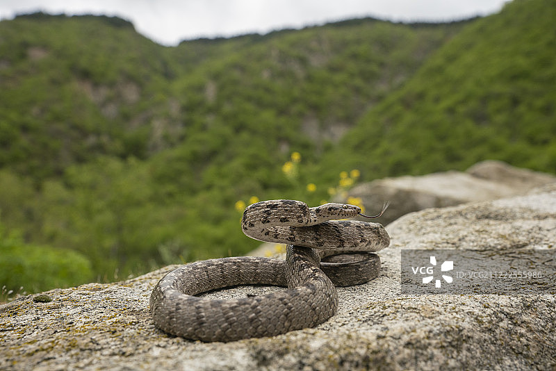欧洲猫蛇图片素材