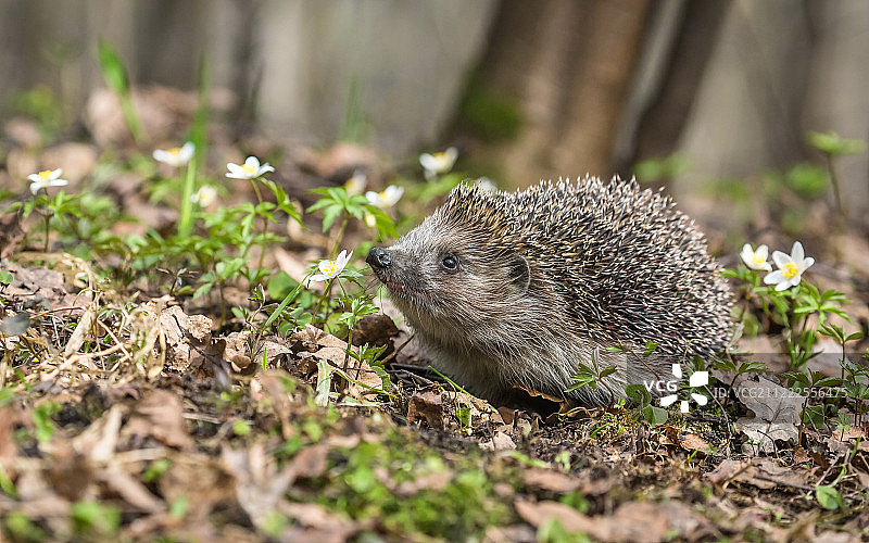 刺猬与初春的鲜花图片素材