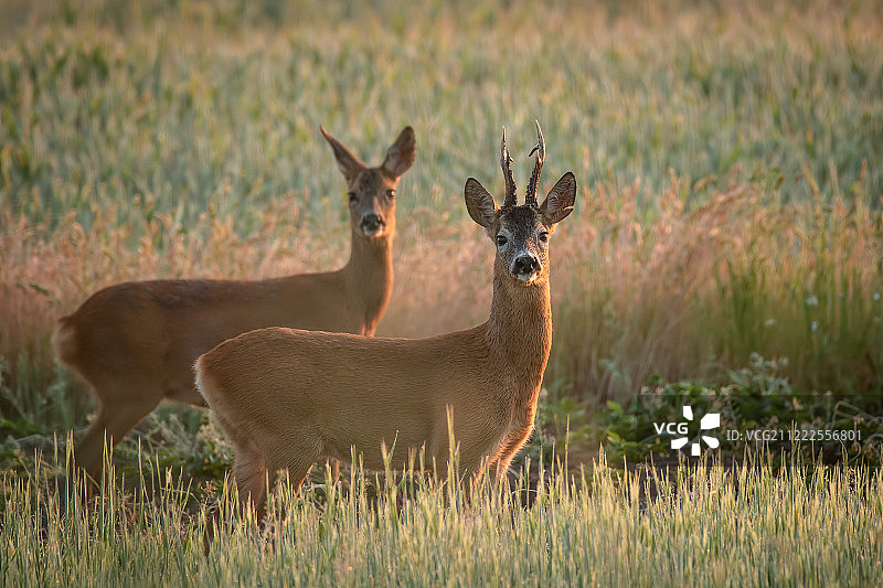 鹿双人组图片素材