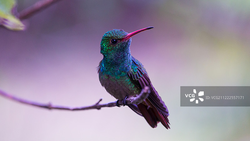 棕尾蜂鸟图片素材