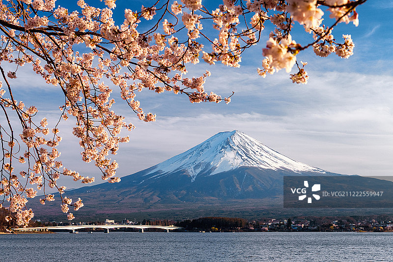 透过樱花看富士山图片素材