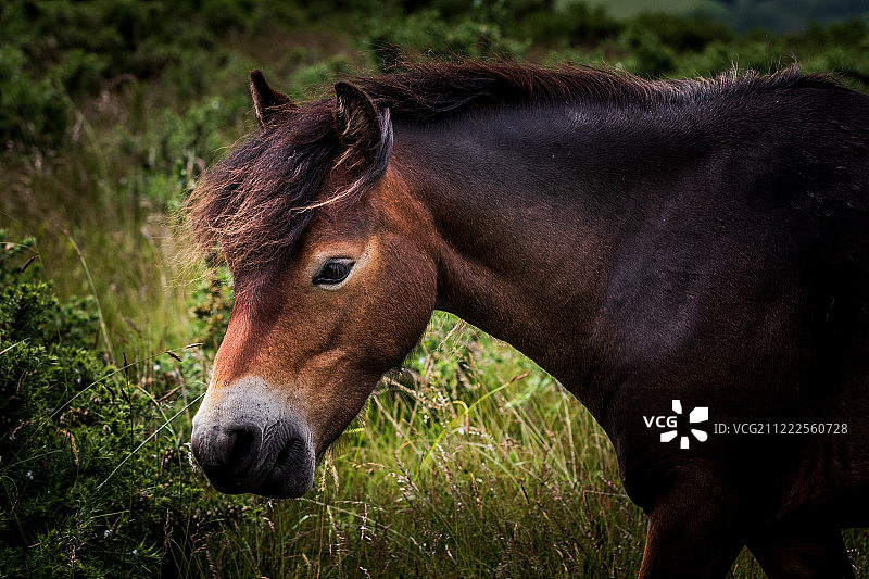 埃克斯穆尔矮种马图片素材