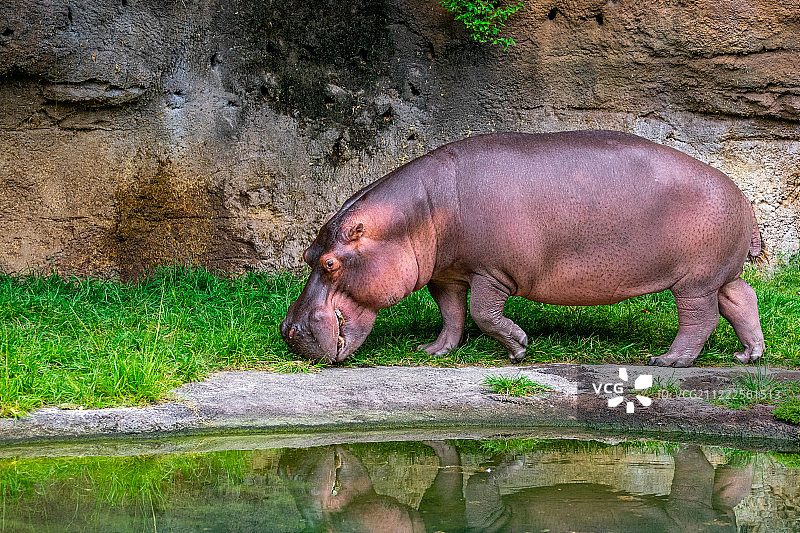 水边的河马图片素材